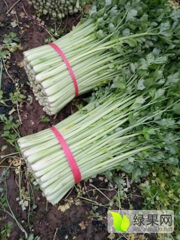 徐州芹菜最新行情，繁荣蔬菜市场的脉动