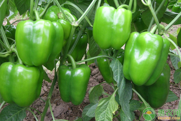 今日青椒价格行情及市场波动下的蔬菜价格走势分析