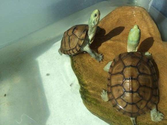珍稀水生宝藏，石龟最新价格与价值变迁探索